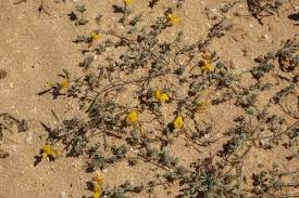 Image result for Lotus namulensis