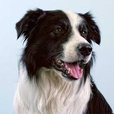 Border Collie Dog Breed Information Pictures