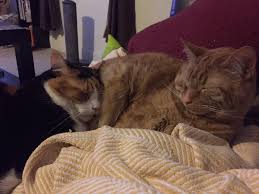 Visit the facility and find a pet. Cozy Cat Cottage Cozycatcottage Twitter