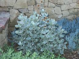Kalanchoe Bracteata Silver Teaspoons World Of Succulents Succulent Landscaping Plants Succulents