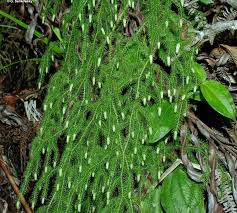 Image result for Lycopodiella cernua