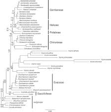 Image result for Exochaenium oliganthum