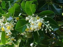 Maybe you would like to learn more about one of these? Eight Best Flowering Trees Of India That You Shouldn T Miss In Your Garden Imot Agri Forum
