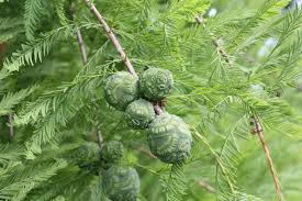 Image result for Taxodium
