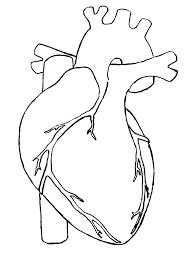 Anatomical heart drawing anatomical heart tattoos heart flower tattoo human heart tattoo human anatomical heart done with micron ink with acrylic painted flowers! For You With Love Heart Drawing Human Heart Drawing Anatomical Heart Drawing