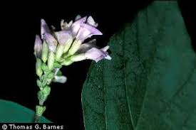 Image result for Amphicarpaea africana
