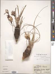 Image result for Xerophyta equisetoides