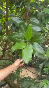 Image result for Fadogia variifolia