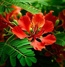 Image result for Delonix