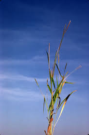 Image result for Ischaemum afrum