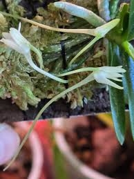 Image result for Mystacidium venosum