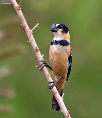 Canto De Trinca Ferro Bom Dia Seu Chico Com Boi Coleiro Do Brejo Passaro Frade Ou Coleiro Do Sertao Sporophila Collaris Passaros Brasileiros Passaros Exoticos E Passaros Silvestres