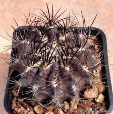 Image result for Tinnea eriocalyx