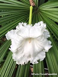 Image result for Dolichandrone alba