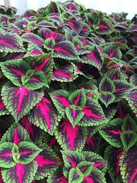 Image result for Coleotrype laurentii