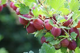 Johannisbeere oder brombeere * sind klassiker. Wann Sind Stachelbeeren Reif Alles Zur Erntezeit Selbstversorger De
