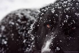 Coming soon to a location near you. Charlie And Me Pet Photography Home Facebook