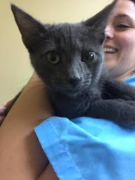 Pittsburgh Spay & Vaccination Clinic