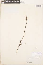 Image result for Brachycorythis rhodostachys