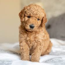 These goldendoodle puppies are 50% english golden retriever & 50% poodle. Mini Goldendoodle Puppies For Sale Adopt Your Puppy Today Infinity Pups