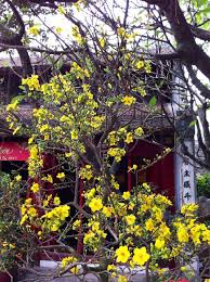 Alibaba.com offers 877 artificial apricot flower products. Vietnamese Yellow Apricot Blossom The Frustrated Gardener