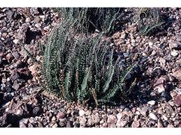 Image result for Blotiella sinuata
