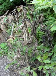 An underwatered plant that's also sunburned will have a shriveled appearance plus burned leaves. Black Spots All Over Peonies Pennlive Com