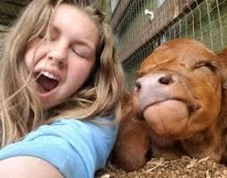 Cattle make the best 'derp faces.' See for yourself!