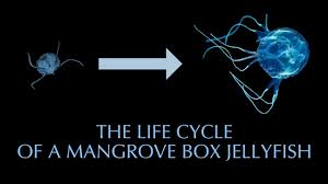 Then, make an anchor chart of the stages that can be referred to throughout the. Mangrove Box Jellyfish Life Cycle Youtube