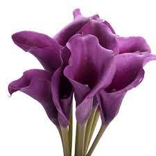 Dark warm purple calla lilies real touch flowers for silk wedding bouquets. Calla Lily Mini Dark Purple Bunches Direct Canada