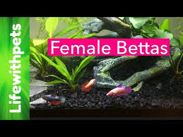 A betta tank designed with easy, low light plants is not hard to set up, and it is very little work to maintain. Planted Betta Tank Aquatic Videos