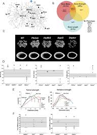 Condition is brand new, unused & in original packaging ***have 2 of these to sell*** A Trans Eqtl Network Regulates Osteoclast Multinucleation And Bone Mass Elife