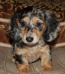 Black And Cream Dapple Dachshund Black And Cream Dapple Dachshund Dapple Dachshund Dachshund Puppy Long Haired Long Haired Dachshund