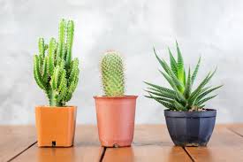 Résultat de recherche d'images pour "cactus"