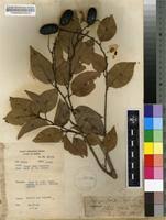 Image result for Irvingiaceae