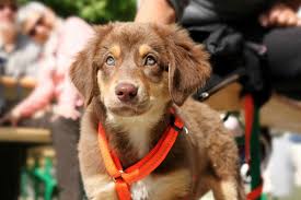 How to socialize a puppy: Best Puppy Socialization Experiences