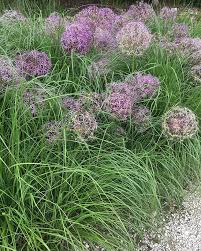 Ein Schweizer Garten Auf Instagram Wenn Ich Noch Platz Hatte Wurd Ich Wohl Noch Diese Kombination Aus Grasern Und Alli In 2020 Ein Schweizer Garten Garten Pflanzen