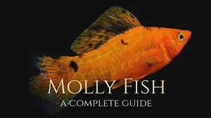 We did not find results for: The Best Ways To Raise The Ph Of Your Aquarium Fishkeeping World