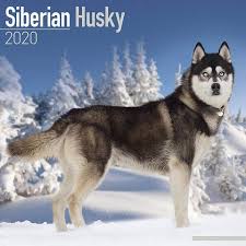 Siberian Husky 2020 Calendar The Particular Strong And Outgoing Nature Of The Husky Are Locked Within The Siberian Hus Siberian Husky Dog Siberian Husky Husky