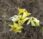 Image result for Catunaregam obovata