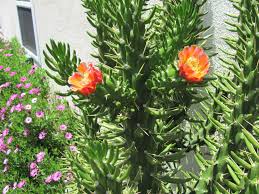 Image result for Austrocylindropuntia