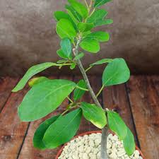 Image result for Ficus natalensis