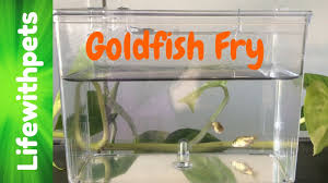 Goldfish Fry From Birth To 4 Weeks