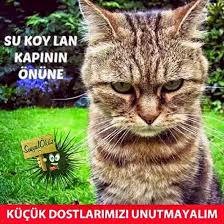 Sosyal Okuz Google Evcil Hayvanlar Hayvanlar Kedi