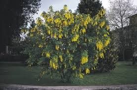 Image result for Laburnum anagyroides