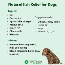 Natural Itch Relief For Dogs Remedies For Itchy Dog Skin