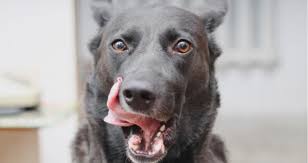 My cats keeps throwing up everythime we feed him. Should I Be Concerned About My Dog Licking His Lips Petcoach