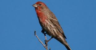 It is also known colloquially as the redbird, common cardinal, red cardinal, or just cardinal (which was its name prior to 1985). What Birds Have Red Heads 17 Kinds With Photos What Birds Are In My Backyard