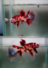 🔊sharing the best koi content 📌pencinta betta, ⁣cek @ikobetta 👉follow for daily upload 🛒sifon elektrik @fishmaker.id 🇮🇩 ✉ for removal/credit,please dm linktr.ee/fishmaker.id. Soli World Betta Fish Betta Fish Tank Betta