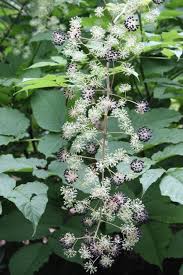 Image result for Nesaea cordata